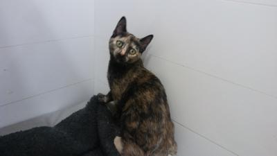 gato adopcion lechuzo hembra 07/2016 BELLA mainpic