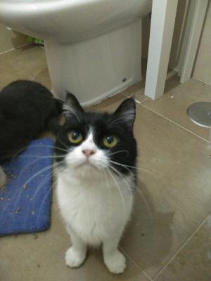 gato adopcion lechuzo hembra 06/2012 RHAISA mainpic