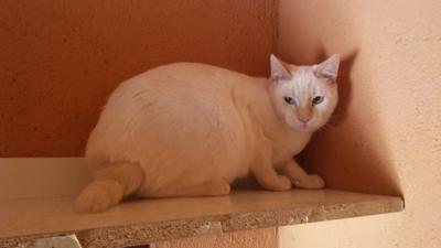 gato adopcion lechuzo macho 05/2016 TONY mainpic